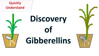 Discovery of Gibberellins [upl. by Sidnac56]