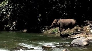 Sumatran Elephant  Gajah Sumatera [upl. by Odie]