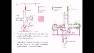 Structure of tRNA [upl. by Akeihsat180]