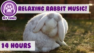 How To Relax my Rabbit Calming Music For Your Bunny Your Rabbit Will Sleep Peaceful 14 Hours [upl. by Bohon]