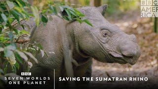 Saving The Sumatran Rhino  Seven Worlds One Planet  BBC America [upl. by Yevi]