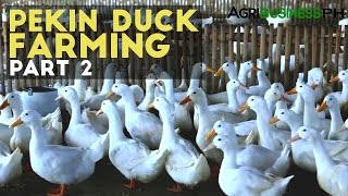 Pekin Duck Farming Part 2  How to Raise Pekin Duck  Agribusiness Philippines [upl. by Heshum]