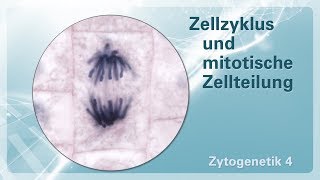 Zytogenetik 04 – Zellzyklus und mitotische Zellteilung [upl. by Florinda]