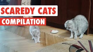 Scaredy Cats Video Compilation 2016 [upl. by Rehptosirhc362]