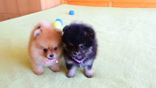 Female Pomeranian Puppies for Sale [upl. by Adleme468]