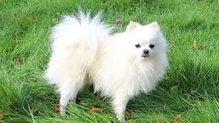 White Pomeranian DOG [upl. by Akinna160]