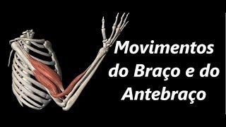 Movimentos do Braço e do Antebraço em 3D [upl. by Stedman751]