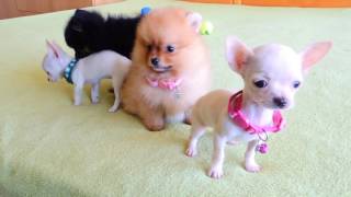 Pomeranian and Chihuahua Puppies for Sale [upl. by Areehs65]