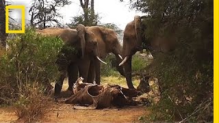 Rare Footage Wild Elephants “Mourn” Their Dead  National Geographic [upl. by Quita]