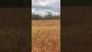 Locust swarm at Hermidale NSW [upl. by Aihsemaj]