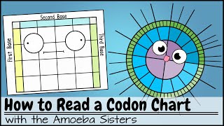 How to Read a Codon Chart [upl. by Llig]