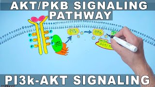 AKTPKB Signaling Pathway  PI3k Signaling [upl. by Drahcir]