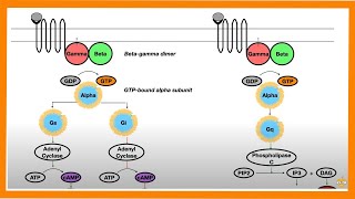 Signal Transduction Pathways GProtein Receptor Tyrosine Kinase cGMP [upl. by Camile]