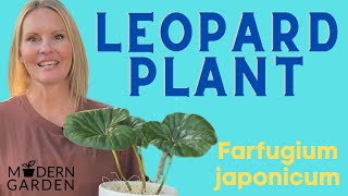 Leopard Plant Houseplant Care  Farfugium Japonicum  MOODY BLOOMS [upl. by Irihs]