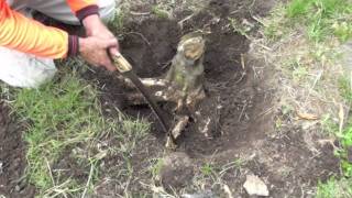 HOW TO REMOVE A TREE STUMP [upl. by Zahara]