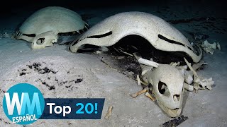 ¡Top 20 Cosas Más ESPELUZNANTES Encontradas en el Océano [upl. by Alael427]