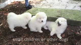 Dogs 101  Pomeranian Spitz Samoyed [upl. by Neetsyrk]