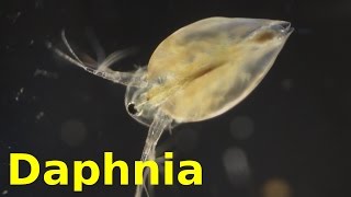 Daphnia [upl. by Dena469]