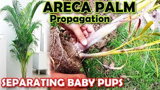 ARECA PALM PROPAGATION  HOW TO PROPAGATE ARECA PALM PUPS  Sprouting Seeds [upl. by Odanref]