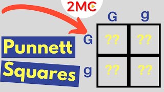 Punnett Square Basics  Mendelian Genetic Crosses [upl. by Liborio]