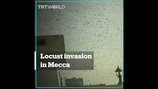 Swarms of locusts invade Mecca [upl. by Fenwick845]