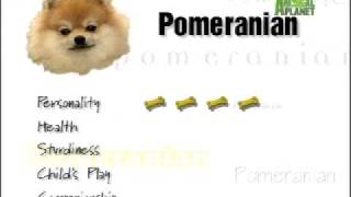 Breed All About It  Pomeranian [upl. by Aihsakal]