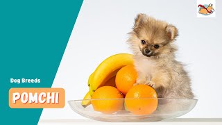 Pomchi A Pet Parents Guide To The Pomeranian Chihuahua Mix [upl. by Nevla]