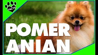 Top 10 Facts About Pomeranians  Dogs 101 [upl. by Llehcam]