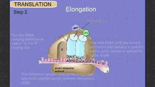 Protein Synthesis Stage 2 Translation [upl. by Anesusa]