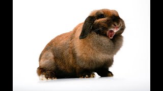 Rabbit Sounds In Distress and Angry [upl. by Raddie]