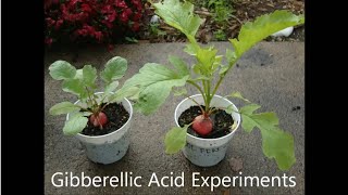 Gibberellic Acid  Plant Hormones Experiment [upl. by Eenhat889]