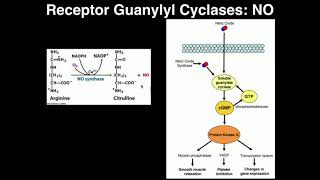 Biosignaling  Receptor Guanylyl Cyclases amp Nitric Oxide [upl. by Shuma103]