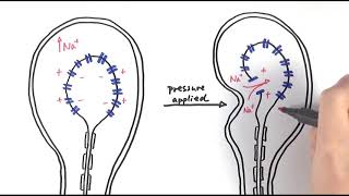 A2 Biology  Pacinian corpuscle OCR A Chapter 133 [upl. by Halima]