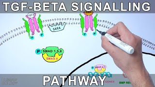 TGF Beta Signalling Pathway [upl. by Hara]