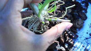 Dendrobium  Propagation and Potting Miracle Keikies [upl. by Notyrb]