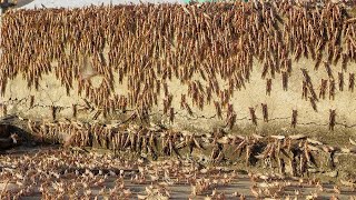 600 billion locusts Plague has hit Saudi Arabia The crops have been destroyed [upl. by Abercromby]