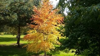 Cercidiphyllum japonicum Boyds Dwarf [upl. by Nallek]