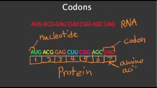 Codons [upl. by Neirod]