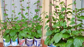 Brilliant idea  Another Way to Grow Malabar Spinach at Home for Beginners [upl. by Naras398]