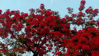 Beautiful Gulmohar Tree [upl. by Whalen]