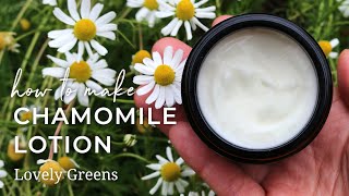 Make Homemade Chamomile Lotion stepbystep from fresh flowers to natural skincare [upl. by Amliv877]