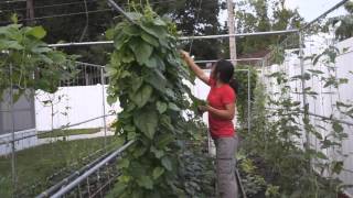 How to grow Malabar spinach （木耳菜） [upl. by Cybill250]