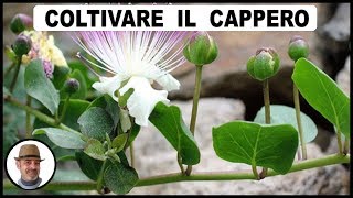 COLTIVARE IL CAPPERO [upl. by Samalla]