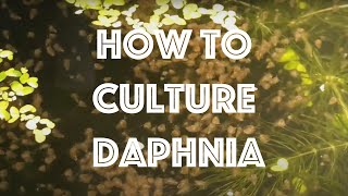 How To Culture Daphnia Magna [upl. by Peppel]