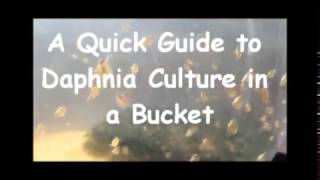 How to culture daphnia outside [upl. by Drescher911]