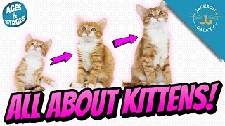 All About Kittens Kitten Growth Stages amp Milestones [upl. by Rowley710]