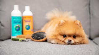 How To Groom Your Pomeranian At Home [upl. by Alenson137]