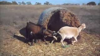 Goat Breeding Time 2015 [upl. by Ykcin]