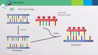 Fluorescent In Situ Hybridization FISH Assay [upl. by Oruntha57]