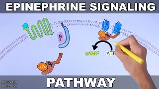 Epinephrine Signaling Pathway [upl. by Eihcir643]